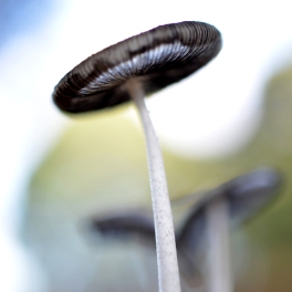 mushroom-3